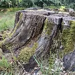 Camping Wood Brochów