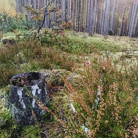 Wood *