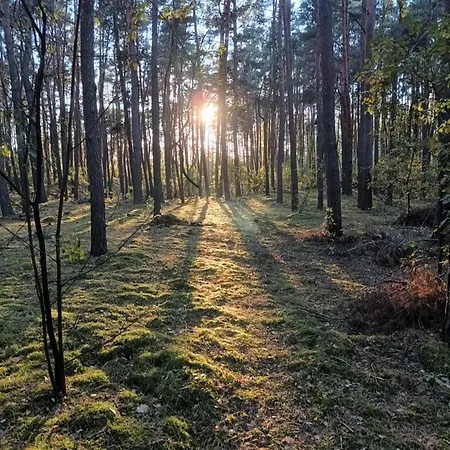 Campeggio Wood Brochów
