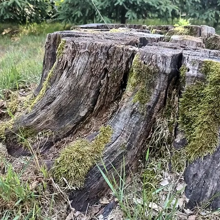 Campeggio Wood Brochów